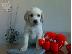 PoulaTo: Kαλή τιμή!!!.Πουλάω όμορφα κουτάβια ράτσα LABRADOR RETRIEVER- Λαμπραντορ Ριτριβερ – 250 eu...
